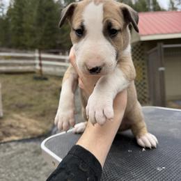 Stratus - Fawn smut and white male Bull Terrier puppy in Sprauge, Washington from Mark My Words Bull Terriers