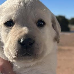 Labrador Retrievers from White Mountain Labradors