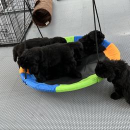 Boy 1 - Newfoundland puppy from Astreas Newfoundlands