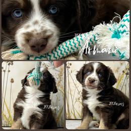 2 Armani, RTM - Red tri-color male Miniature American Shepherd puppy in Huntington, Texas from JKKJ Farms, LLC