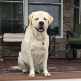 Labrador Retrievers from Familyraised Labradors