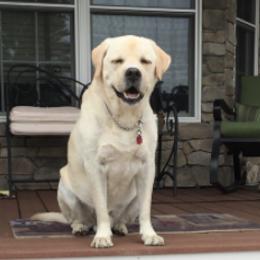 Labrador Retrievers from Familyraised Labradors