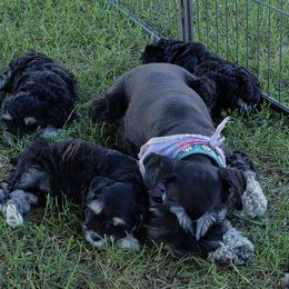 Miniature Schnauzer Puppies from My Amazing Miniature Schnauzers