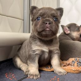Girl - Blue male French Bulldog puppy in Alexandria, Virginia from Boss Lady Kennel