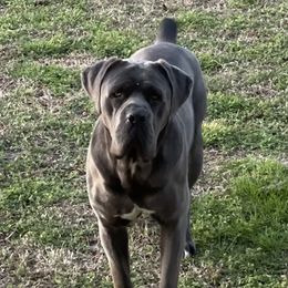 Fluffy - Cane Corso