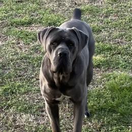 Fluffy - Cane Corso