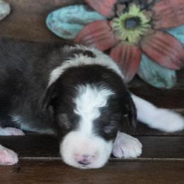 Boy 1 - Blue merle male Aussiedoodle puppy in Lawton, Oklahoma from Lindsey’s Aussies
