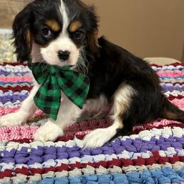 Blitz - Tri-color male Cavalier King Charles Spaniel puppy in Shipshewana, Indiana from Shelli's Puppies