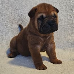 Rose - Red fawn female Chinese Shar-Pei puppy in Bakersfield, California from Cashmerewrinkles