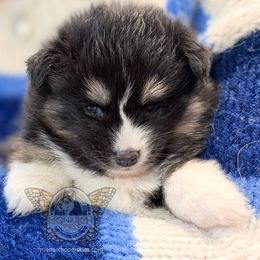Monarch IttyBitty - Black and white female Pomsky puppy in Greeley, Colorado from Monarch Pomskies | Northern Colorado