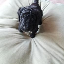 Poodle Puppies from Peter Rataj
