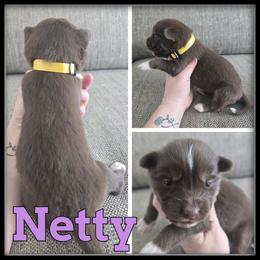 Netty - Red and white female Siberian Husky puppy in Wheeler, Michigan from Haase Family Kennels