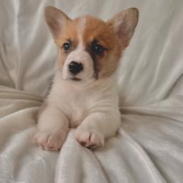 Boy 1 - Red male Pembroke Welsh Corgi puppy in Northwood, Iowa from Sorrel Sands Corgis