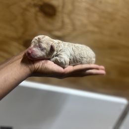 Cavapoo and Poodle Puppies from P&D Palace