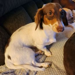Jasmine - Dachshund