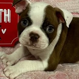 Boston Terrier Puppies from Heather's Boston Babies