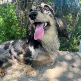 Maverick - Dapple male Dachshund puppy in Frederick, Colorado from Get low Mini Dachshunds