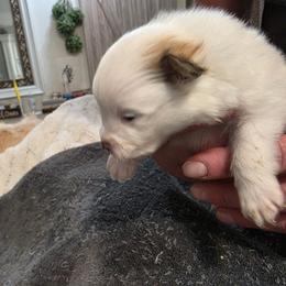 Mufasss - Orange parti male Pomeranian puppy in Benbrook, Texas from J & B Pomeranians/Pomsky's L.L.C