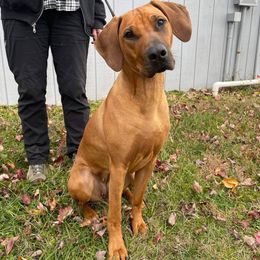 Rhodesian Ridgeback Puppies from Supernova Ridgebacks