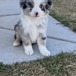 Australian Shepherd and Miniature Australian Shepherd Puppies from Happy Little Aussies