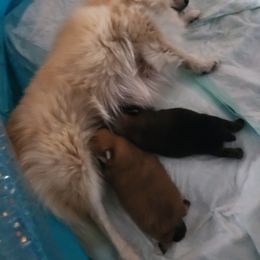 Pomeranian Puppies from Dawn's Pomeranians