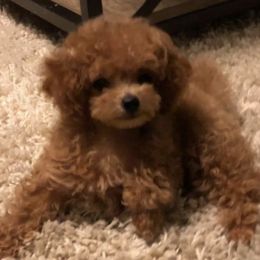 Poodles from Diamond Poodles
