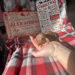 Christina - Chocolate and tan female Dachshund puppy in Roanoke, Alabama from Windsor’s Miniature Dachshunds