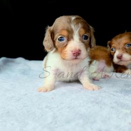 Marvin - Dapple male Dachshund puppy in Quitman, Mississippi from S-and-A Kennels