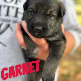 Garnet - Sable male German Shepherd puppy in Lake City, Florida from Saylor Shepherds