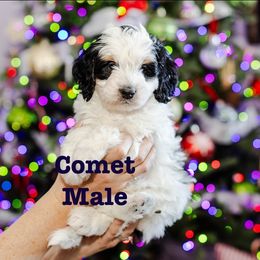 Comet - Black and white male Bernedoodle puppy in Eagle Mountain, Utah from Fur Real Puppies.