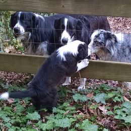 English Shepherd Puppies from Yellow Wolf Farm English Shepherds