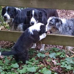 English Shepherd Puppies from Yellow Wolf Farm English Shepherds