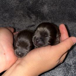 Indigo - Blue male Pomeranian puppy in Tucson, Arizona from Pomutopia