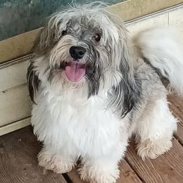 Dusty - Havanese