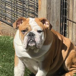Patsy - Red and white female Bulldog puppy in Kirbyville, Texas from Empire Bulldogs & French Bulldogs