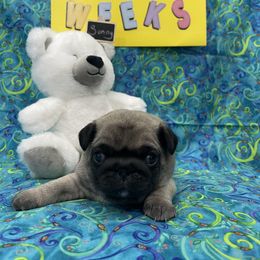 Pug Puppies from Pugalittlefoot