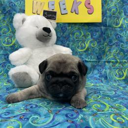 Pug Puppies from Pugalittlefoot
