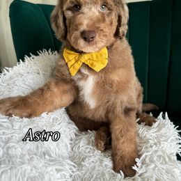 Assorted Doodle Crosses and Bernedoodle Puppies from Maria's Pups
