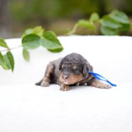 Blue collar - Blue merle male Bernedoodle puppy in Spokane, Washington from Doodle Love