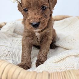 Girl 1 - female Goldendoodle puppy in Leander, Texas from Doodle Doula