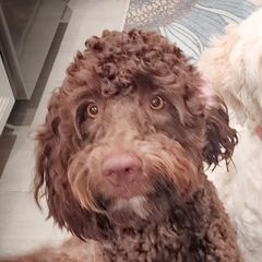 Double Doodles, Goldendoodles, Poodles, Yorkipoos, and Yorkshire Terriers from Edgewater Doodles & Designer Pups