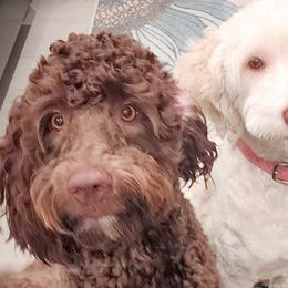 Double Doodles, Goldendoodles, Poodles, Yorkipoos, and Yorkshire Terriers from Edgewater Doodles & Designer Pups