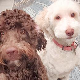 Double Doodles, Goldendoodles, Poodles, Yorkipoos, and Yorkshire Terriers from Edgewater Doodles & Designer Pups