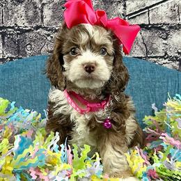 Rachel - Brown roan female Cockapoo puppy in Lancaster, Missouri from Cavapoo Acres