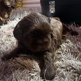 Peep - Liver and white male Shih Tzu puppy in Jones, Oklahoma from J&R Aussies/Shih Tzu