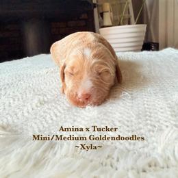 Xyla - Apricot female Goldendoodle puppy in Waterford, California from Alvdoodles