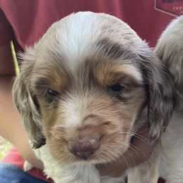 Dachshunds from Braden Puppies