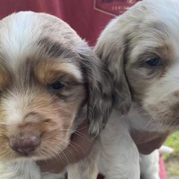 Dachshunds from Braden Puppies