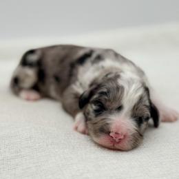 Prissy - Blue merle female Bernedoodle puppy in Bellville, Ohio from Bernedoodle Buddies