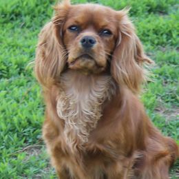 Reba - Cavalier King Charles Spaniel